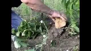 Growing Hazel Nut  Filbert Trees Planting Picking Propagation Layering Ordering Seedlings [upl. by Sorrows]