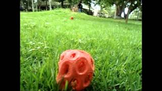 Documental Clathrus Ruber [upl. by Idoux]