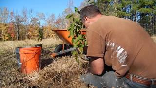 Best way to plant a hazelnut tree [upl. by Norine]