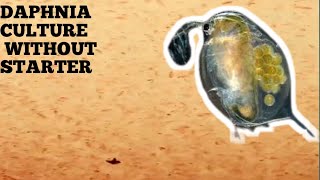 HOW TO CULTURE DAPHNIA NATURALLY WITHOUT A STARTER [upl. by Maximilien629]