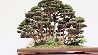 Forest Bonsai inspiration [upl. by Aisitel]