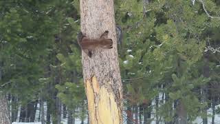 Pine Marten vs Red Squirrel Yellowstone National Park [upl. by Masha]