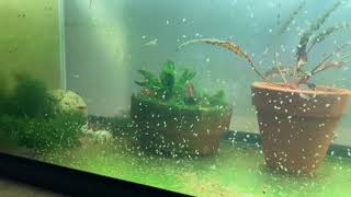 Daphnia Culturing Snails or no snails [upl. by Allemahs130]