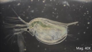 Daphnia magna under the Microscope [upl. by Marmion]