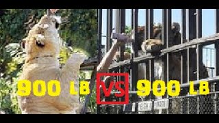 🐯900 lb Tiger Versus 🦁900 lb Liger Tiger vs Liger vs Lion Size Comparison [upl. by Aniez]