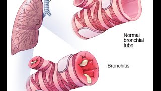 Respiratory System  Structure and Function [upl. by Amorete301]