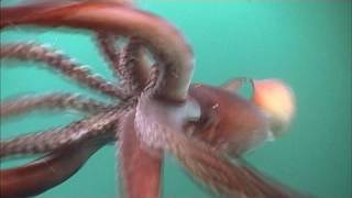 The Fierce Humboldt Squid  KQED QUEST [upl. by Nandor]