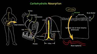 Carbohydrate Glucose Absorption [upl. by Jerald]