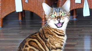 Bengal cats Scream Chirp and Meow very loud [upl. by Grenville]