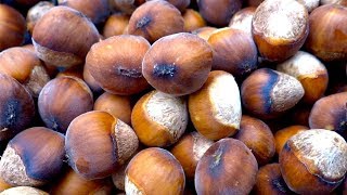 Hazelnuts  types growing harvesting curing nutrition [upl. by Arhsub]