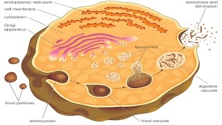 Endocytosis and exocytosis [upl. by Fidele]