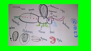 Introduction to Insect Anatomy [upl. by Geithner]