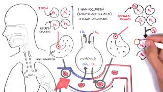 Oxygen  Haemoglobin Dissociation Curve  Physiology [upl. by Oirasor]