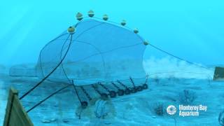 How Seafood is Caught Bottom Trawling [upl. by Neelra344]