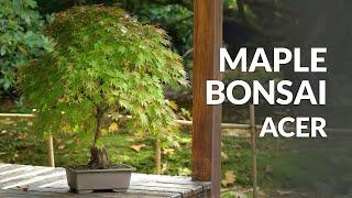 Japanese Maple Bonsai care Acer palmatum [upl. by Enilatan]