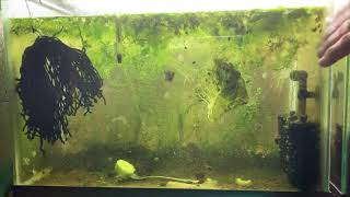 Scuds Daphnia Cherry Shrimp Copepods My aquatic food culture [upl. by Demahom]