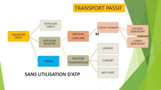 Transport membranaire de A à Z [upl. by Octavius]