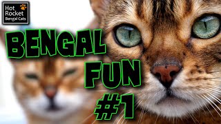 Bengal cat fun 1 – talking playing birds flies THUNDER [upl. by Llennahs286]