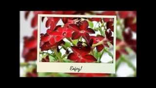 How To Grow Nicotiana From Seed [upl. by Cormier]