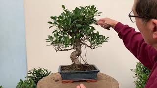 Ficus Bonsai Care and Pruning [upl. by Aitsirhc900]