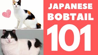 Japanese Bobtail Cat 101  Breed amp Personality [upl. by Odoric363]