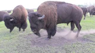 Bison Bull in Mating Season [upl. by Matteo194]