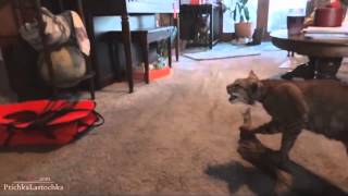 Scared Cats Compilation 2014 part 1 [upl. by Oyek]