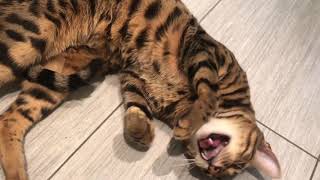 Bengal Cat is Extremely Affectionate [upl. by Darum]