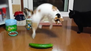 People Are Scaring Cats With Cucumbers [upl. by Emyam161]