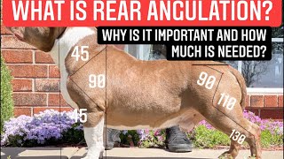 What is rear angulation How much does an American Bully need [upl. by Gnek]