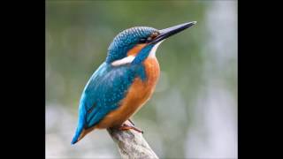 chant de martin pecheur  kingfisher bird sounds [upl. by Munroe]