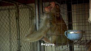 ARC Saves 4 Macaque Monkeys from Cruel Confines [upl. by Rovner]