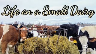 A Day on a Small Dairy Farm [upl. by Randall]