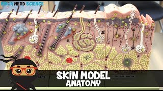 Integumentary System  Skin Model Anatomy [upl. by Hirai]