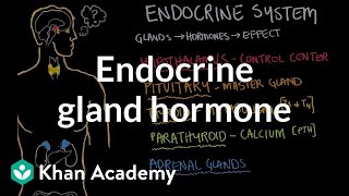 Endocrine gland hormone review  Endocrine system physiology  NCLEXRN  Khan Academy [upl. by Nelyk274]