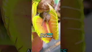 Snail vs Venus Flytrap [upl. by Kihtrak]