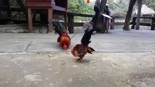 myVlog  Ayam Serama Cute Little Chickens Fighting [upl. by Zicarelli]