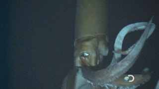 Colossal Squid Rare Footage [upl. by Nosyerg]