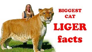 BIGGEST CAT LIGER facts for kids Simply Elearn Kids [upl. by Hceicjow]