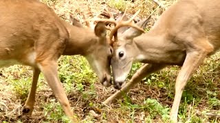 Whitetail Deer fighting  battle  Buck  Male [upl. by Kincaid]