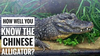 Chinese Alligator  Description Characteristics and Facts [upl. by Jacky]