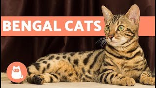 Bengal Cat – Characteristics and Character [upl. by Ahsiela213]