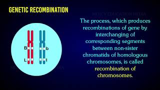 RECOMBINATION OF CHROMOSOME [upl. by Bausch]