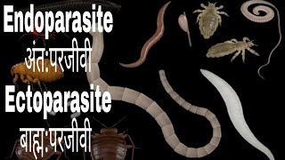 Ectoparasite and Endoparasite [upl. by Jeni]