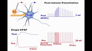 Synaptic Plasticity [upl. by Packer28]