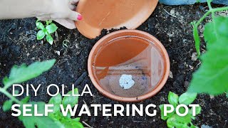 How to make DIY Ollas SelfWatering Systems for Plants [upl. by Catharina]