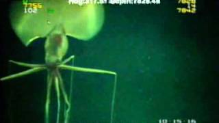 Magnapinna Squid Filmed at Drilling Site [upl. by Woothen]