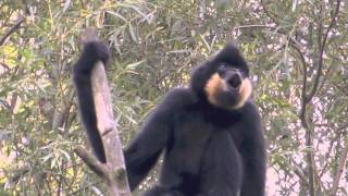 Gibbons singen 2 [upl. by Perla]