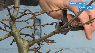 Yamadori Bonsai Hainbuche  Carpinus betulus [upl. by Mireielle]