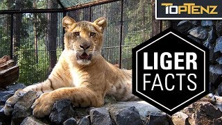 10 Interesting Facts About Ligers …and Yes They’re Real [upl. by Starinsky]